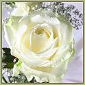 fleurs HK LK